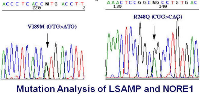 Mutation analysis of NORE1 and LSAMP